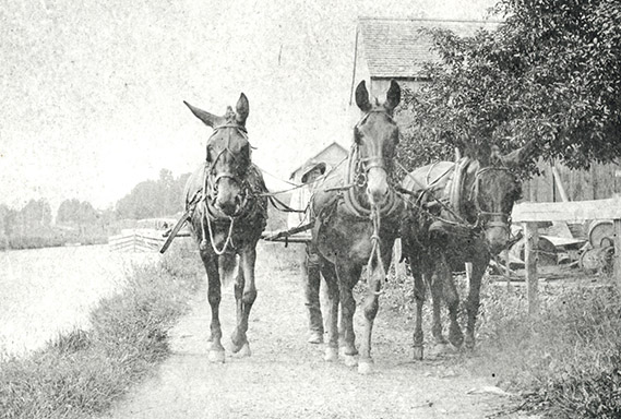 erie-canal-mules_569x384.jpg
